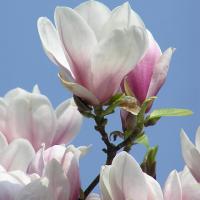 2060_4170020 Blüte einer Magnolie - Tulpenmagnolie | 